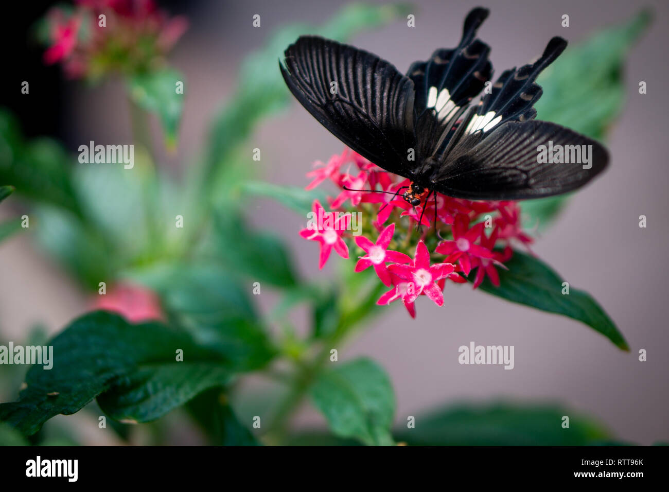 butterfly botanic garden Stock Photo