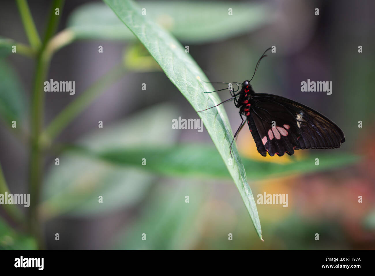 parides iphidamas butterfly Stock Photo Alamy