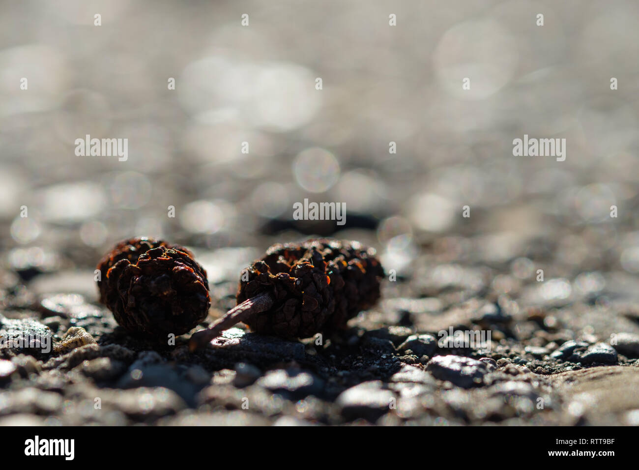 Cone and fruits of a black alder tree on a track in the back lit Stock Photo
