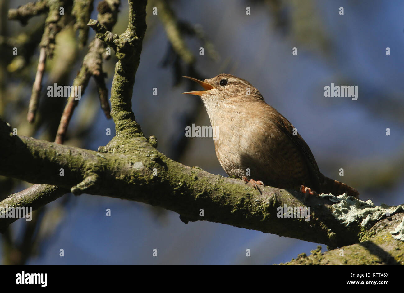 A singing Wren, Troglodytes troglodytes, perched on a branch high in a tree. Stock Photo