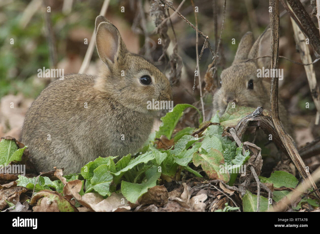 A cute baby Wild Rabbit (disambiguation) feeding on plants at the edge