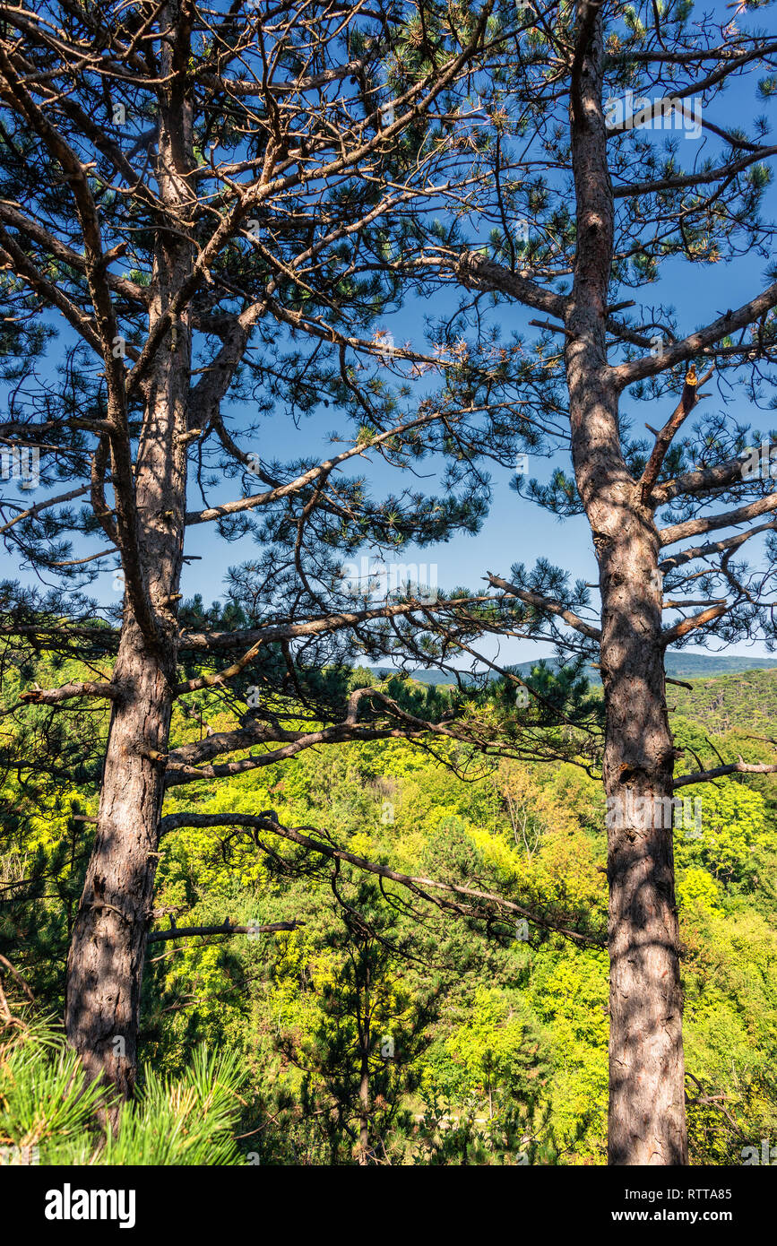 European black pine tree hi-res stock photography and images - Alamy