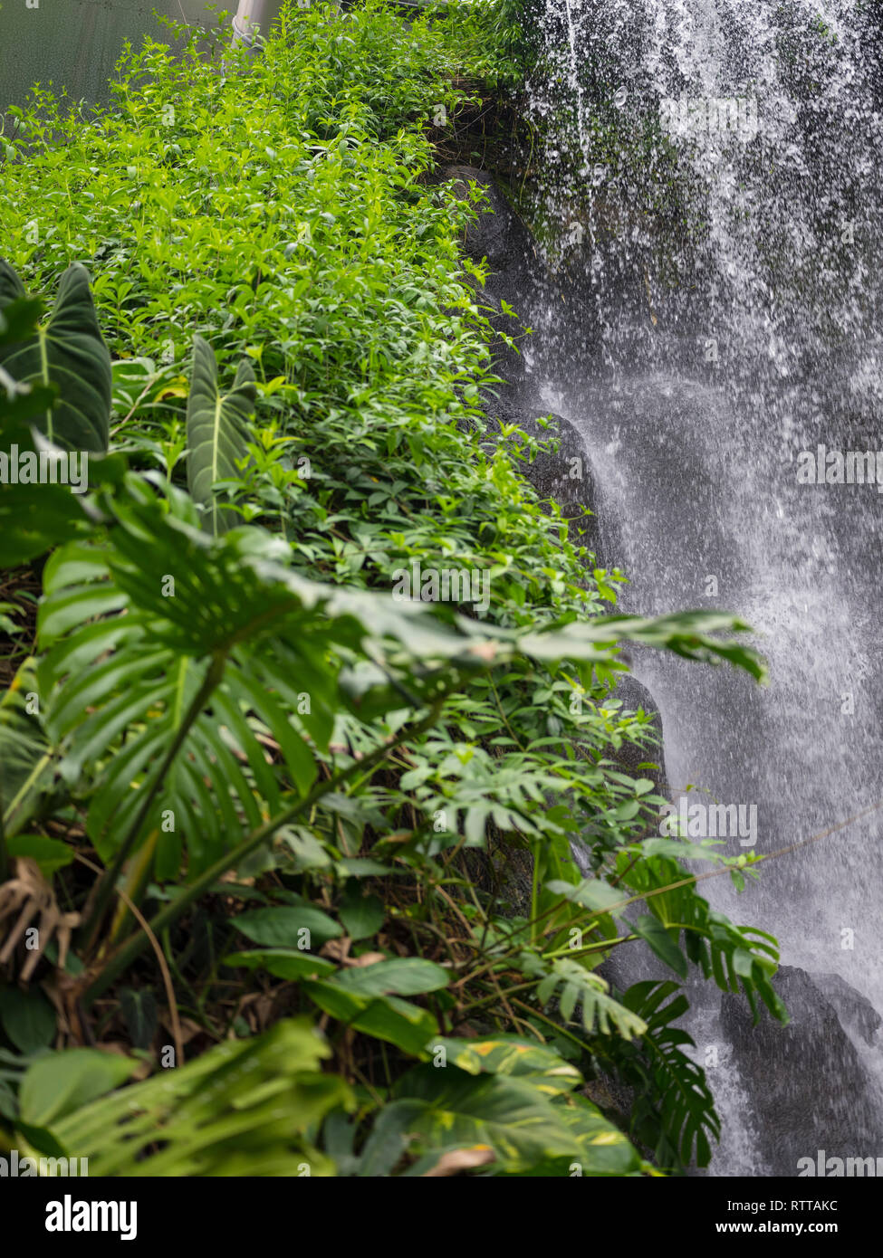 Waterfall Rainforest Eden Project Stock Photo Alamy waterfall-rainforest-eden-project-stock-photo-alamy
