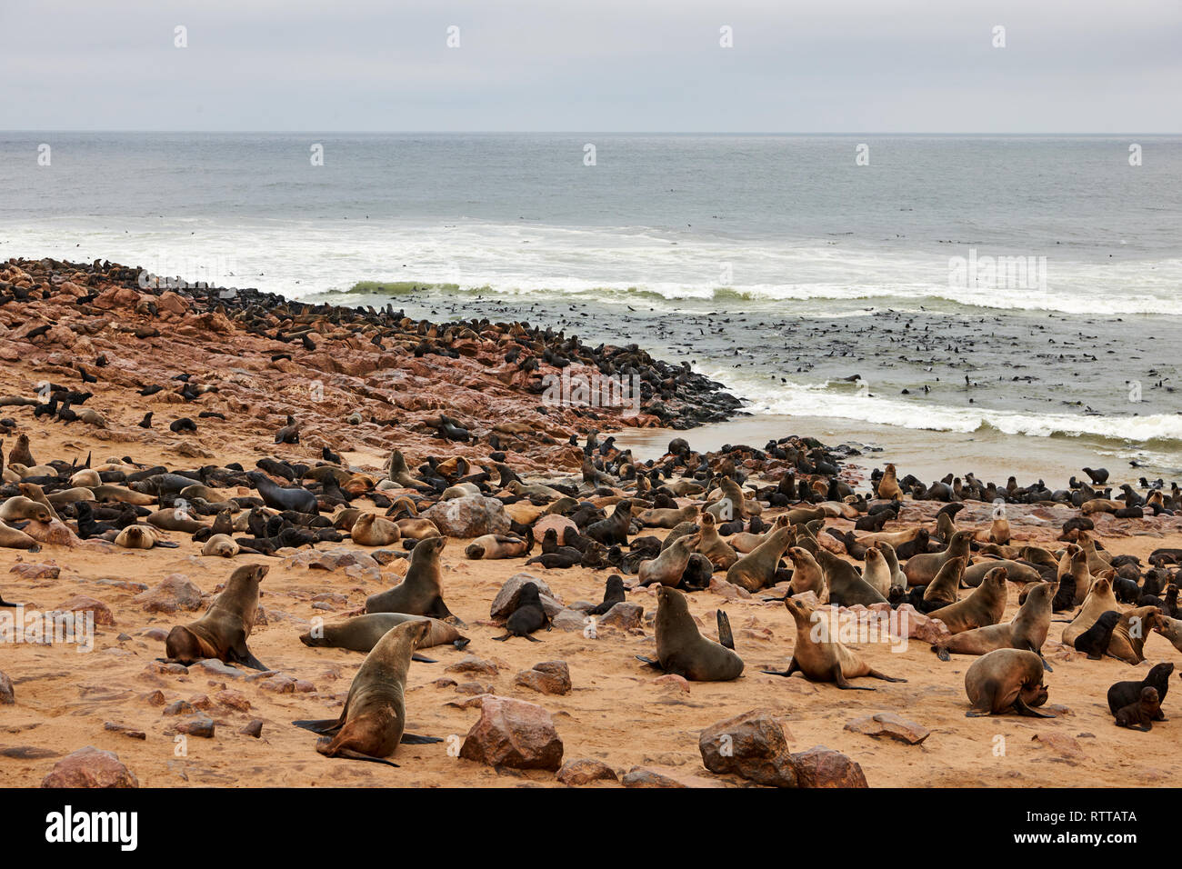 Colony of seal furs in namibia Stock Photo