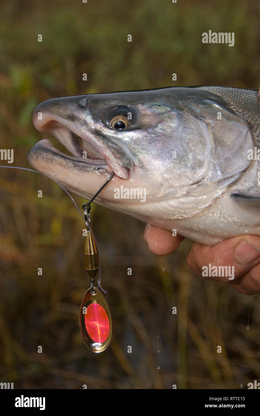 Silver,(Coho)salmon caught on a fishing lure,southest Alaska Stock Photo -  Alamy