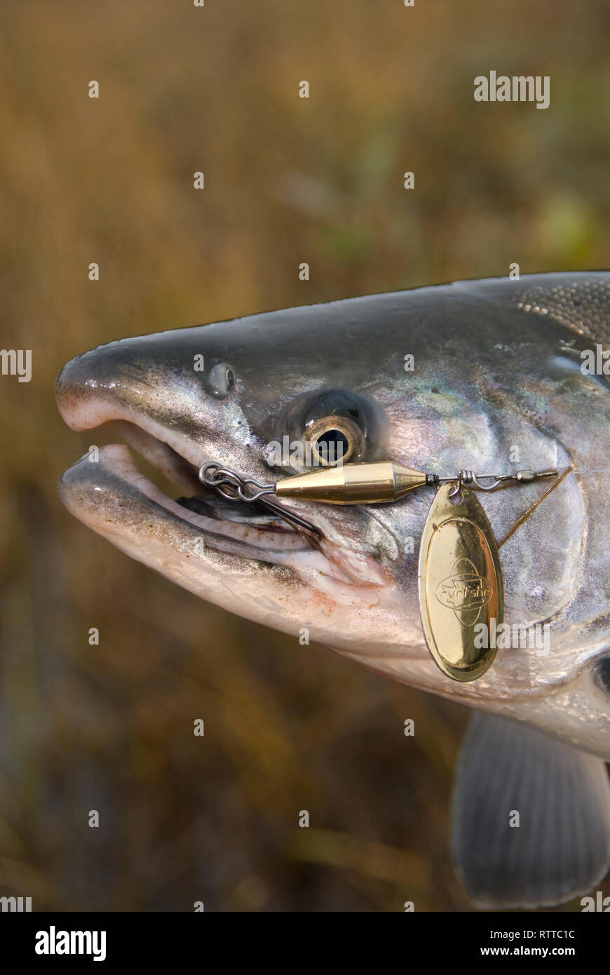 Silver,(Coho)salmon caught on a fishing lure,southest Alaska Stock Photo Alamy