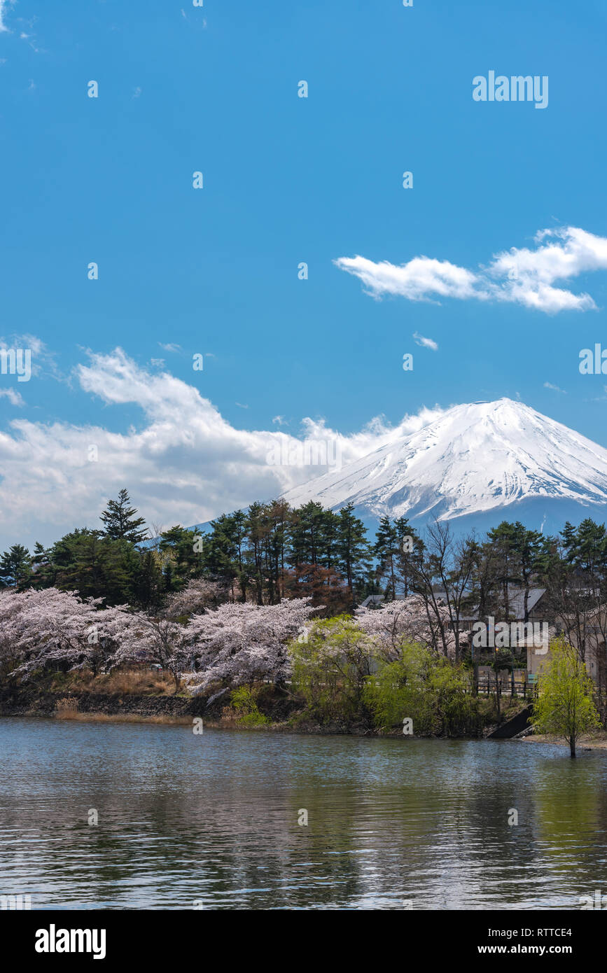 Close-up snow covered Mount Fuji ( Mt. Fuji ) with blue sky background in pink sakura cherry blossoms springtime sunny day. Lake Kawaguchiko Stock Photo