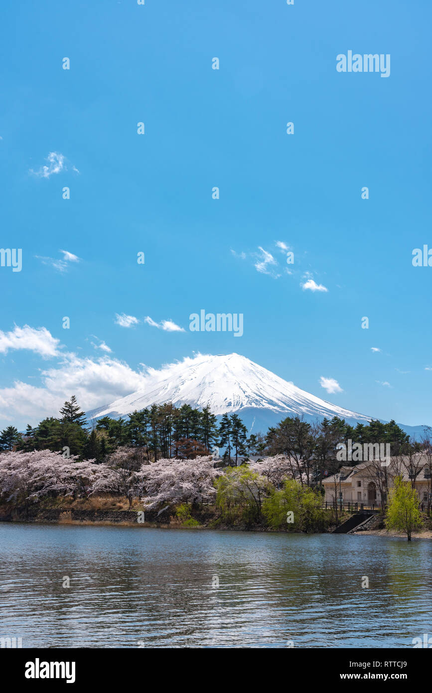 Close-up snow covered Mount Fuji ( Mt. Fuji ) with blue sky background in pink sakura cherry blossoms springtime sunny day. Lake Kawaguchiko Stock Photo