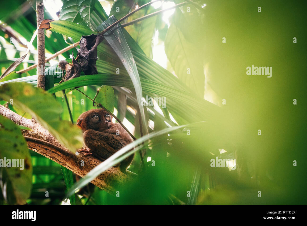 Tarsier sitting on branch with green leaves in jungle, Bohol island, Philippines. Stock Photo