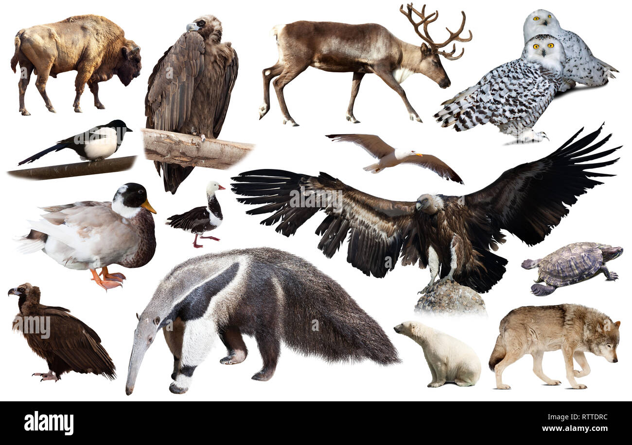 Set of brown bear and other North American animals. Isolated on white ...