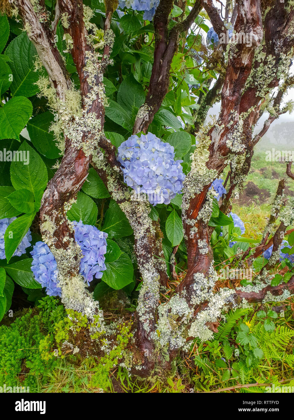 Image of beautiful blooming hydrangea in the nature of Azores Portugal