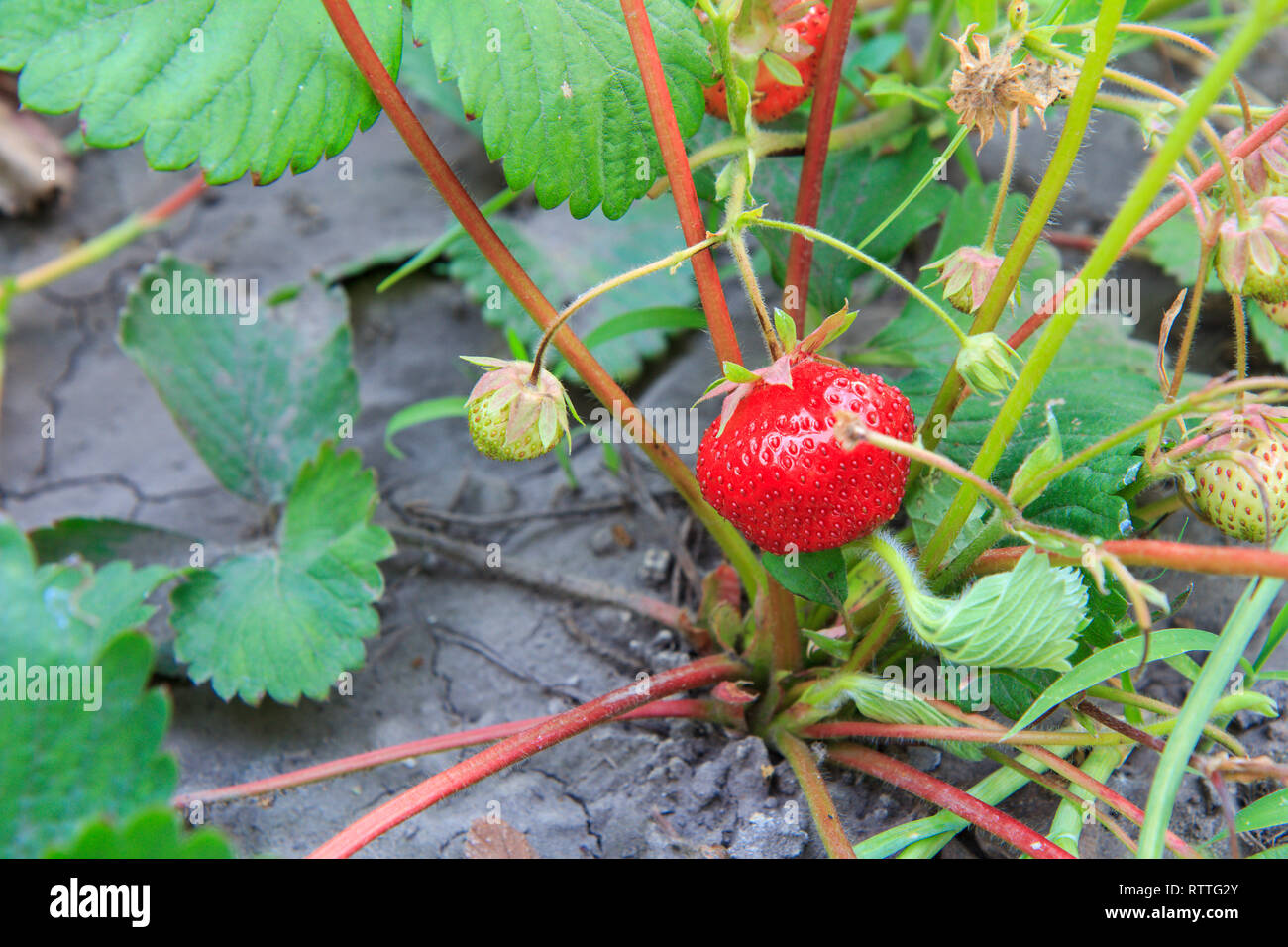 Strawberry plant. Stawberry bush at garden with ripe and unripe berries ...