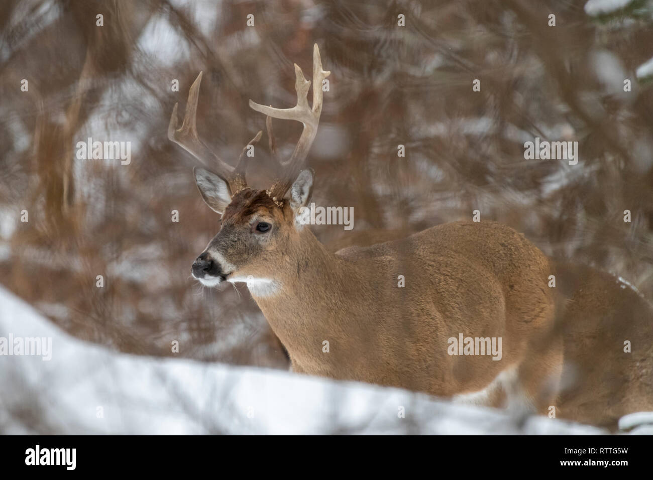 White tailed deer (Odocoileus virginianus) buck with heavy antlers in the winter. Stock Photo