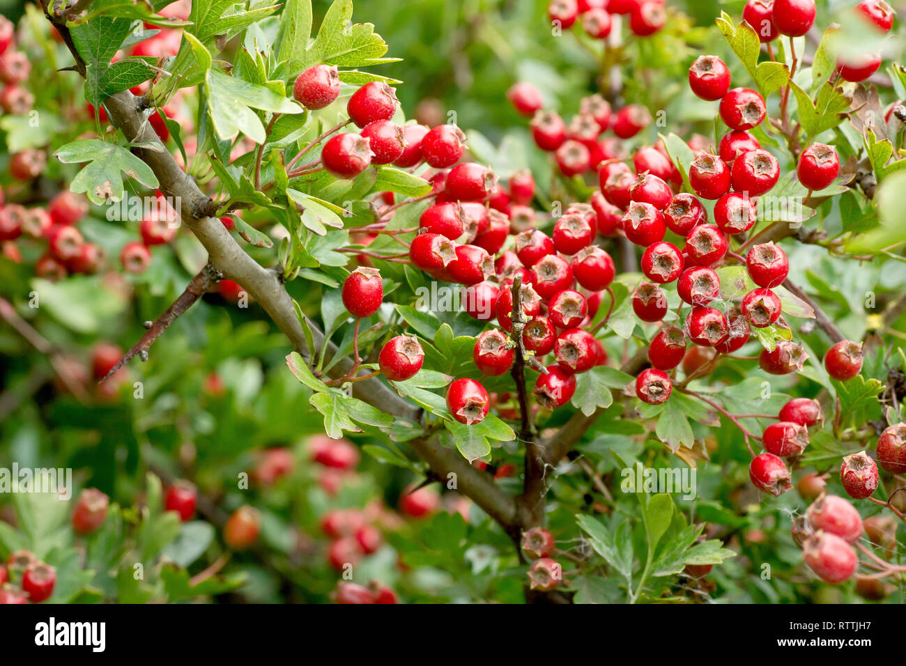 Whitethorn haws hi-res stock photography and images - Alamy