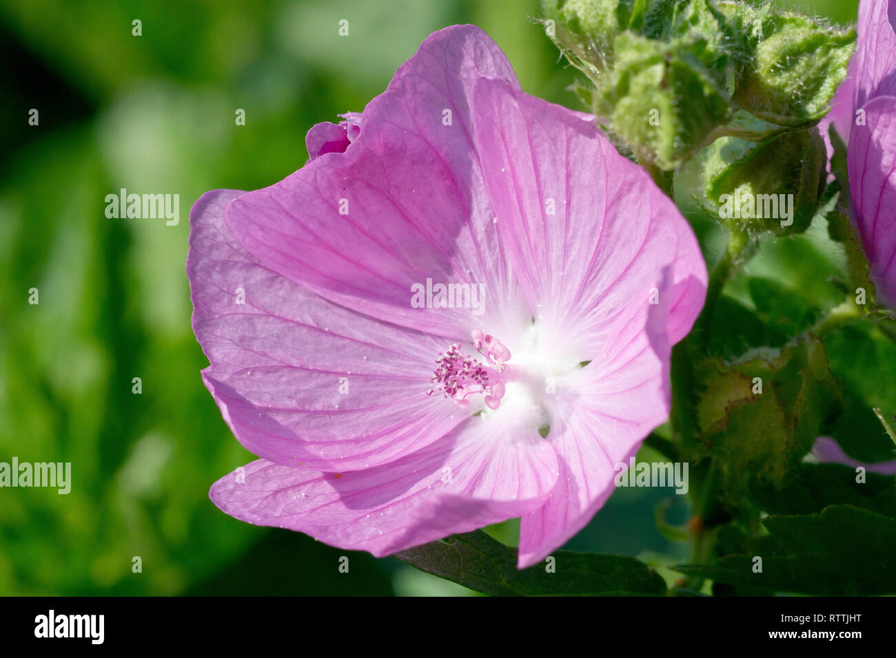 Musk Mallow (malva moschata), close up of a single flower. Stock Photo