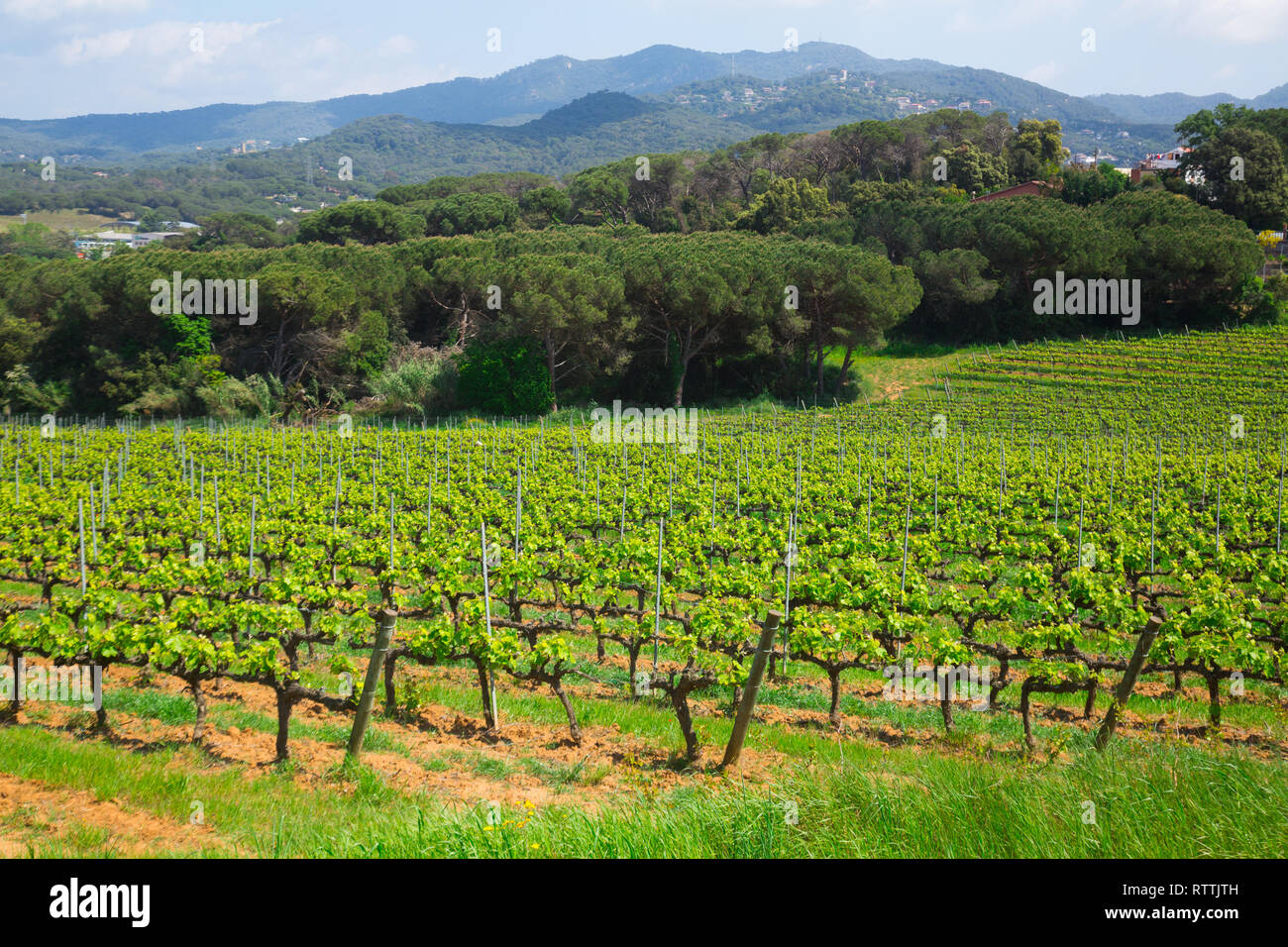 Vineyards are sunny in the spring season growing to make wine Stock