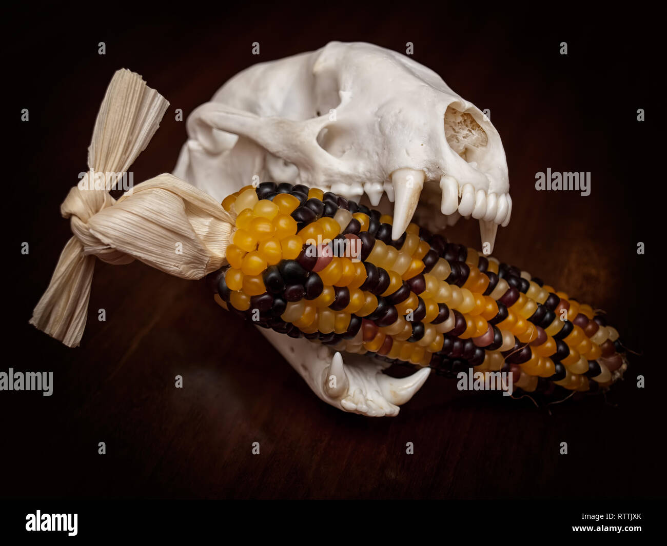 Carnivorous skull with corn cob in the jaws. Stock Photo