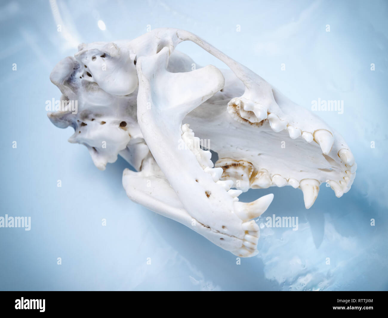 Badger skull on a bright background. Stock Photo
