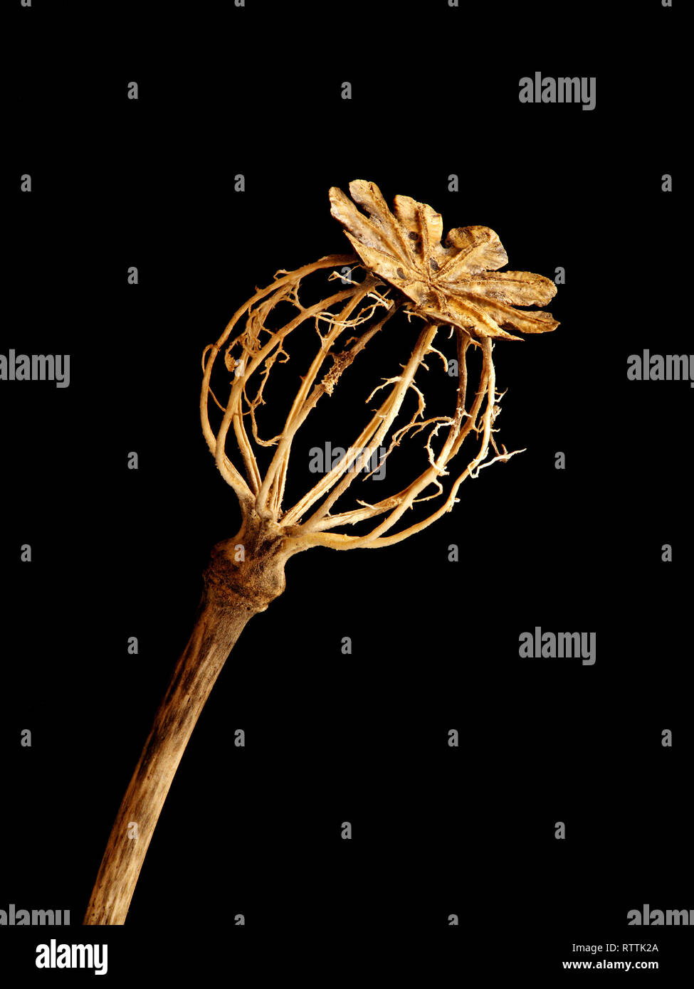 Focus stacked closeup of the beautiful and delicate remains of a decayed poppy seed head isolated against a black background Stock Photo