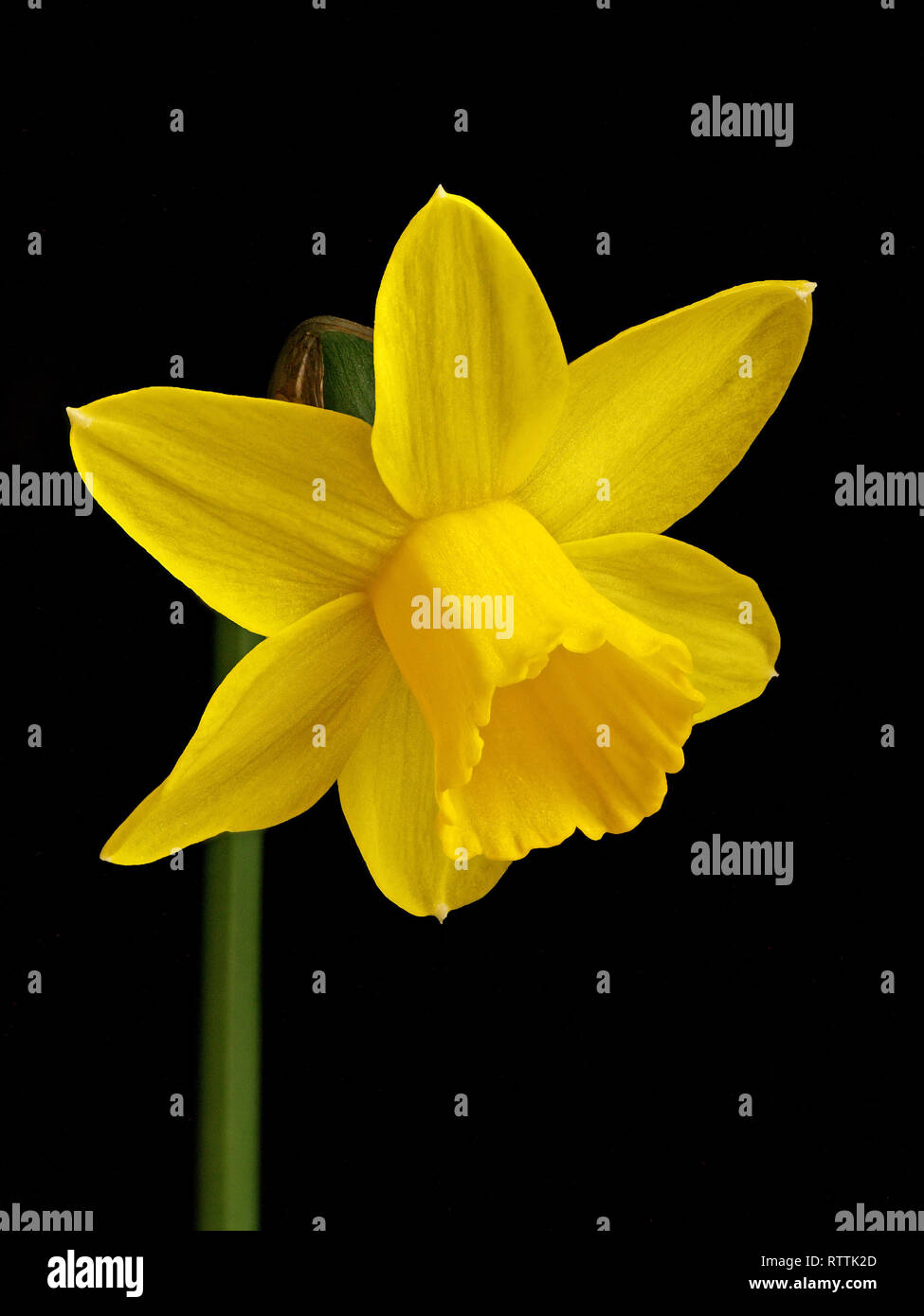 Focus stacked closeup of a single miniature bright yellow daffodil flower (Narcissus Tete a Tete) isolated against black background. Stock Photo