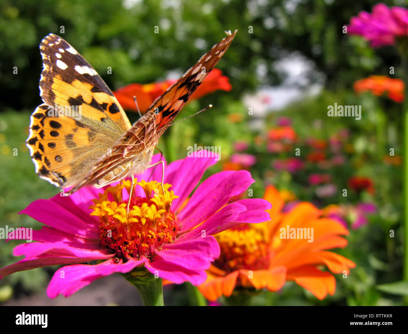 Monarch Butterfly feeds on the pink Zinnia flower in summer day Stock ...