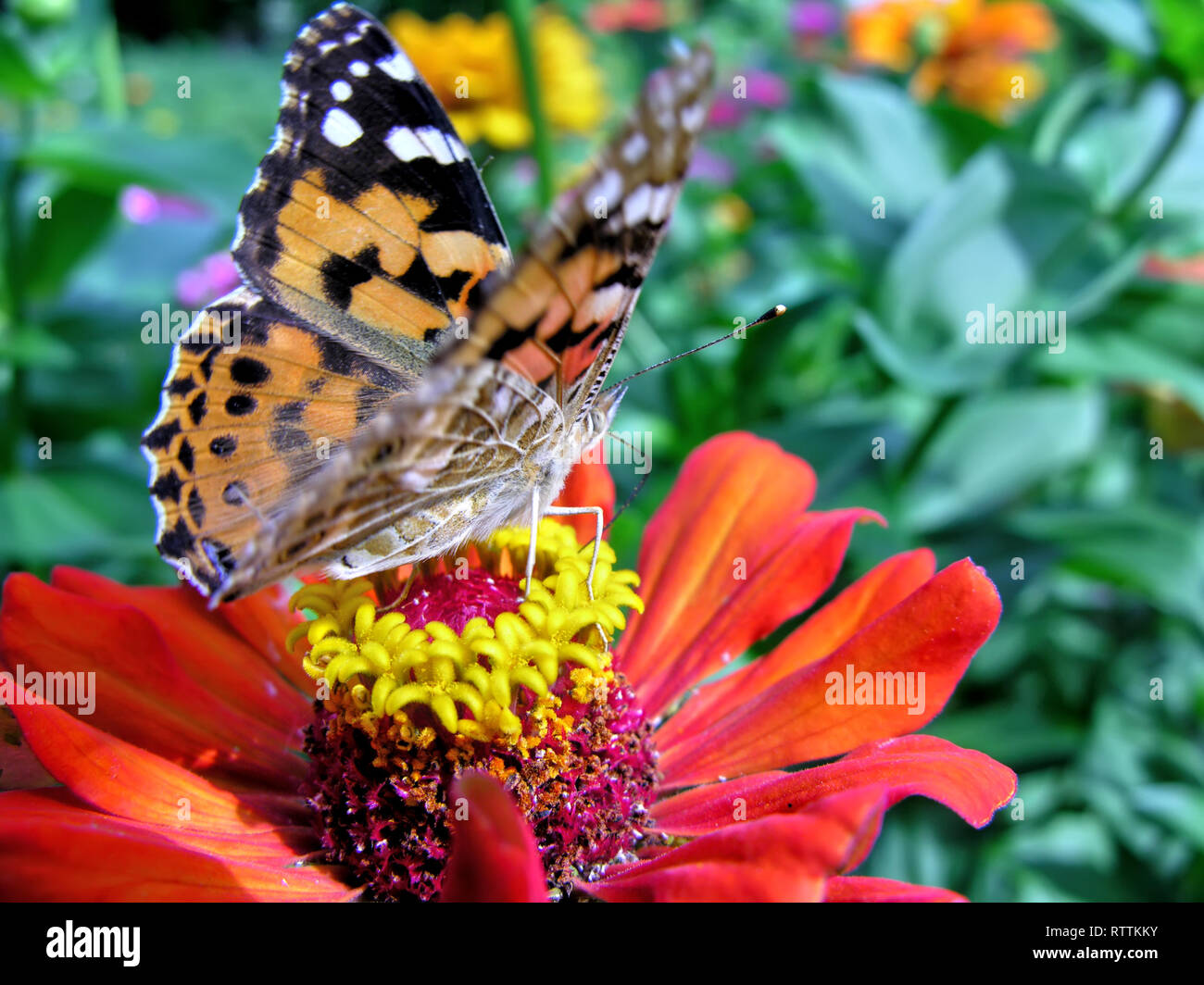 Monarch Butterfly feeds on the red Zinnia flower in summer day Stock ...