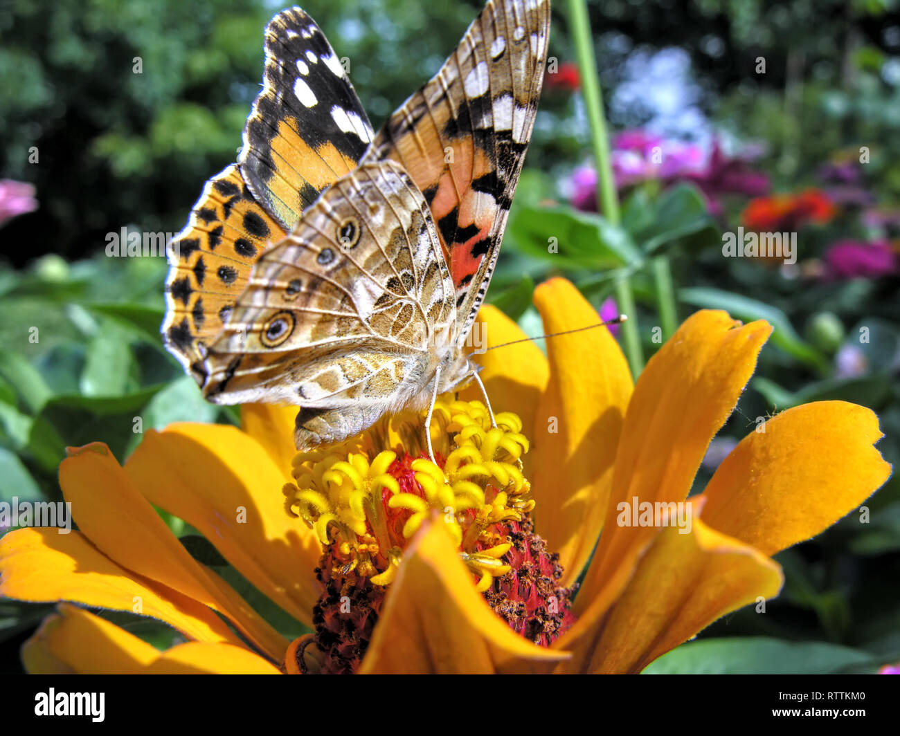 Monarch Butterfly feeds on the yellow Zinnia flower in summer day Stock ...