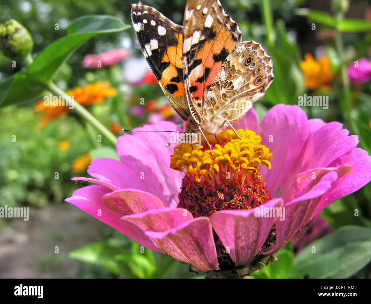 Monarch Butterfly feeds on the pink Zinnia flower in summer day Stock ...