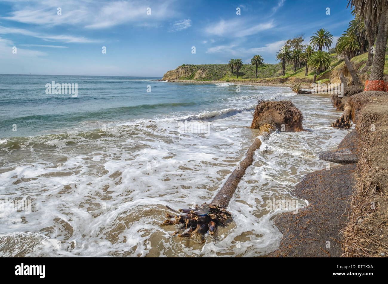 A fallen palm tree lies on the sand at Refugio State Beach near Goleta, CA Stock Photo