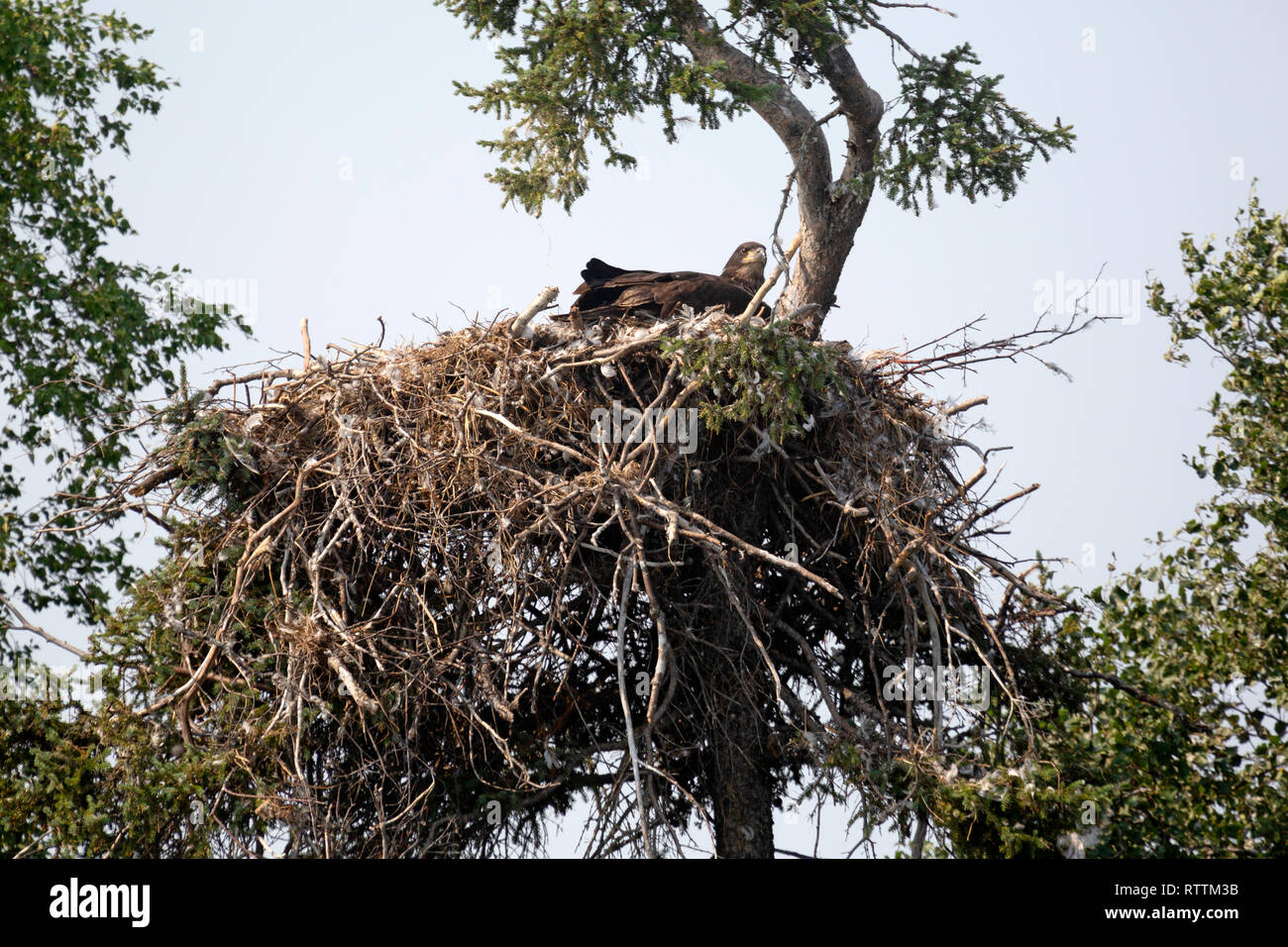 A golden eagle in its nest in orthern Manitoba, Canada. The nest is known as an eerie. Stock Photo