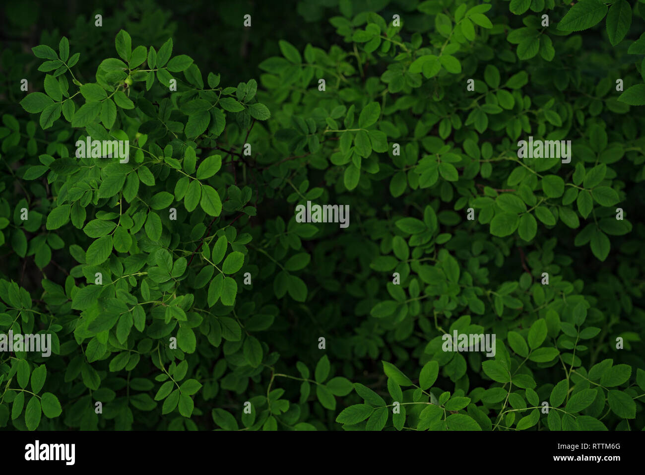 Green leaves background. Wild forest bush, summer green leaves pattern, selective focus. Stock Photo