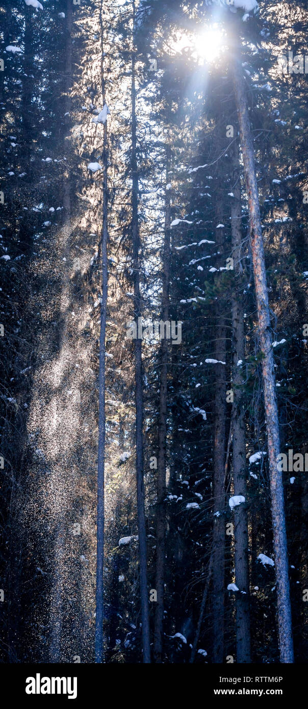Breeze in trees turns fresh, backlit snow into fine mist as it falls from branches, as sun peaks through, during winter weather in Banff park, Canada. Stock Photo