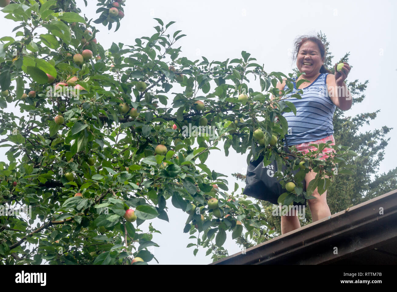Happy, smiling woman picks sweet, ripe Norland apples from rooftop at residence on summer day in Calgary, Alberta, Canada Stock Photo