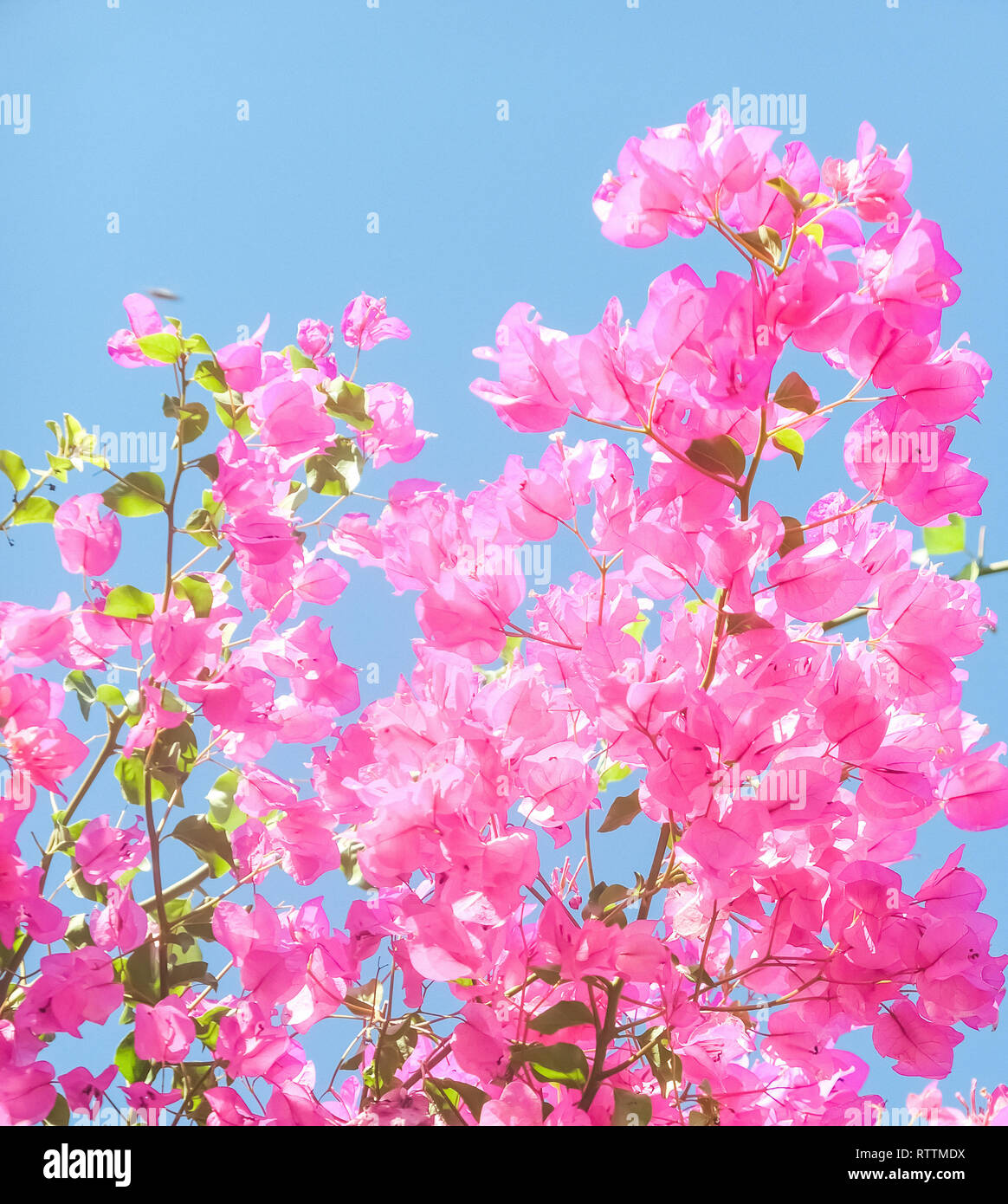 Pink flowers and blue sunny sky floral background, spring holidays