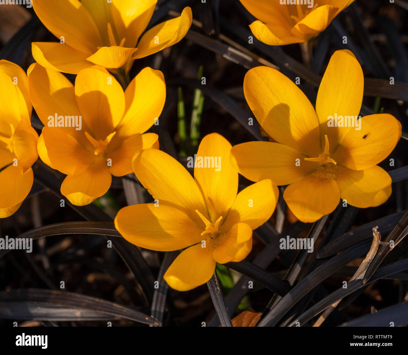 Yellow crocuses  under planted with black Ophiopogon. Stock Photo