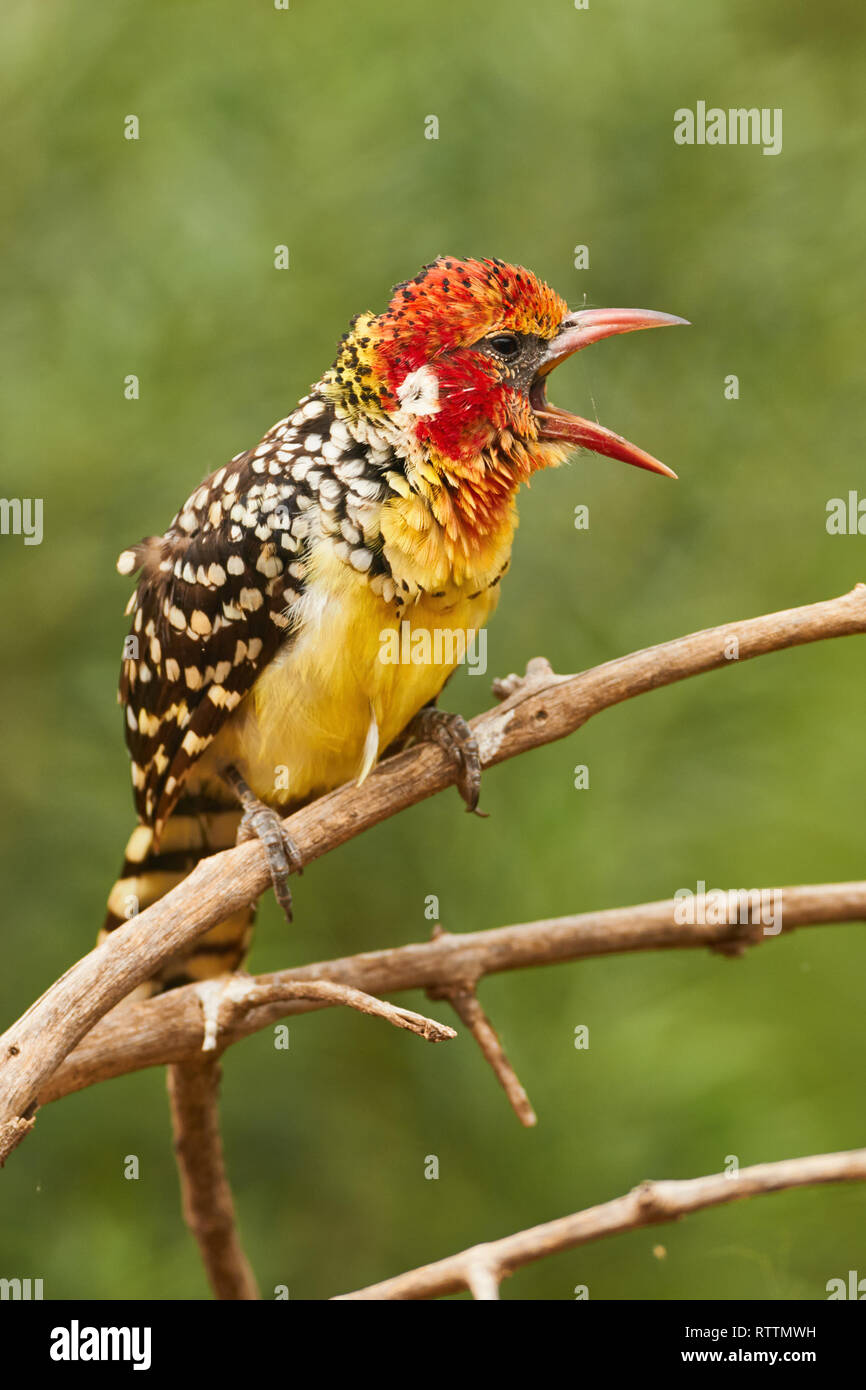 Beautiful red and yellow barbet, a colorful african bird, Trachyphonus erythrocephalus Stock Photo