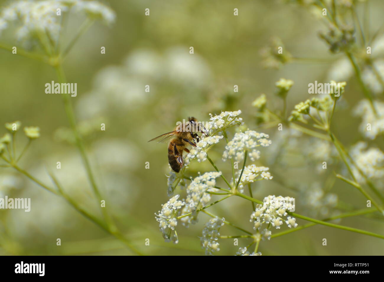 Western Honey bee on foraging Stock Photo