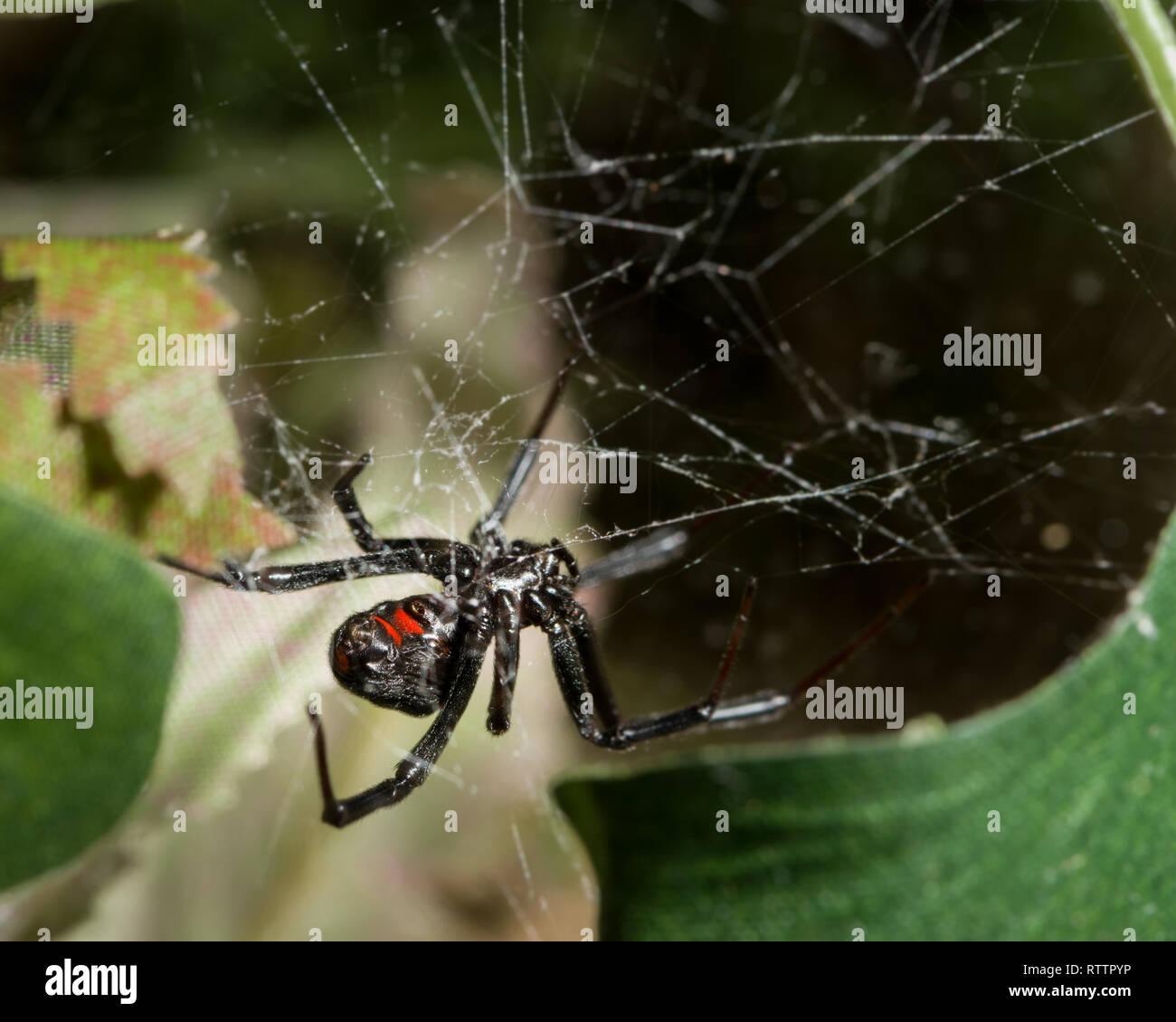 Spider exhibit at the Royal Botanical Gardens, 2019-02-24, as a black widow waits for prey that will not come. Stock Photo