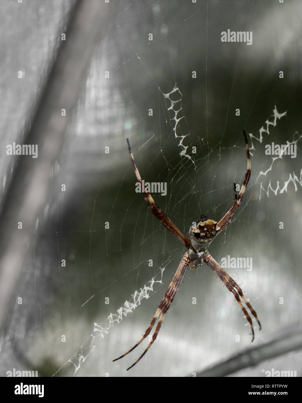 Spider exhibit at the Royal Botanical Gardens, 2019-02-24, as a classic orb spider poses on its beautiful web. Stock Photo
