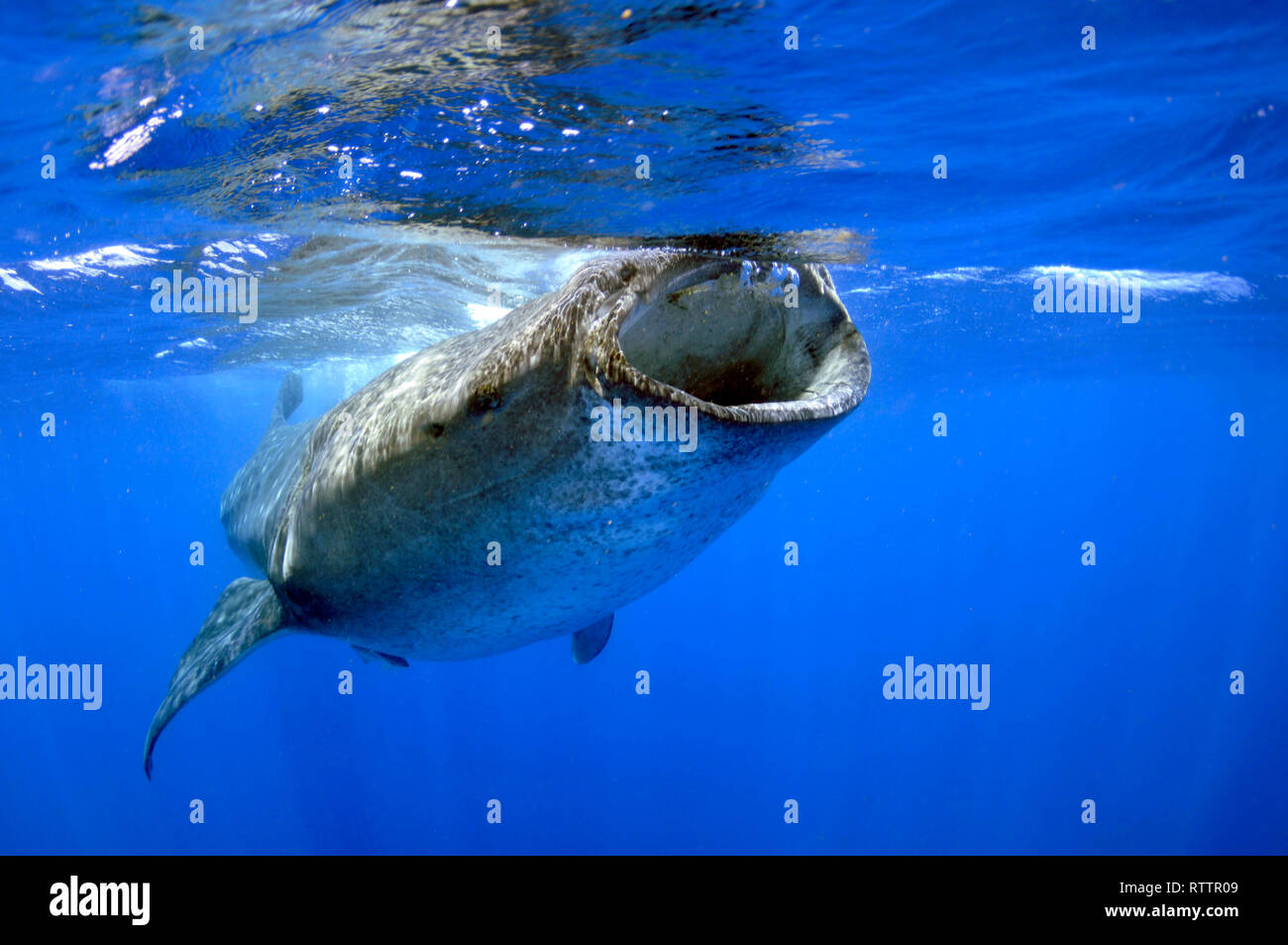 Whale shark, Rhincodon typus, Quintana-Roo, Mexico, Caribbean Sea Stock Photo