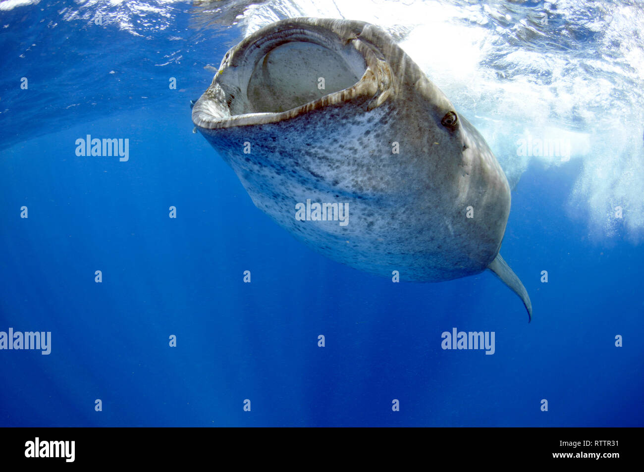Whale shark, Rhincodon typus, Quintana-Roo, Mexico, Caribbean Sea Stock Photo