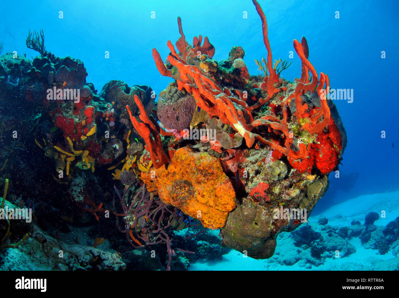 Colorful coral reefs and sponges, Cozumel,  Quintana-Roo, Mexico, Caribbean Sea Stock Photo