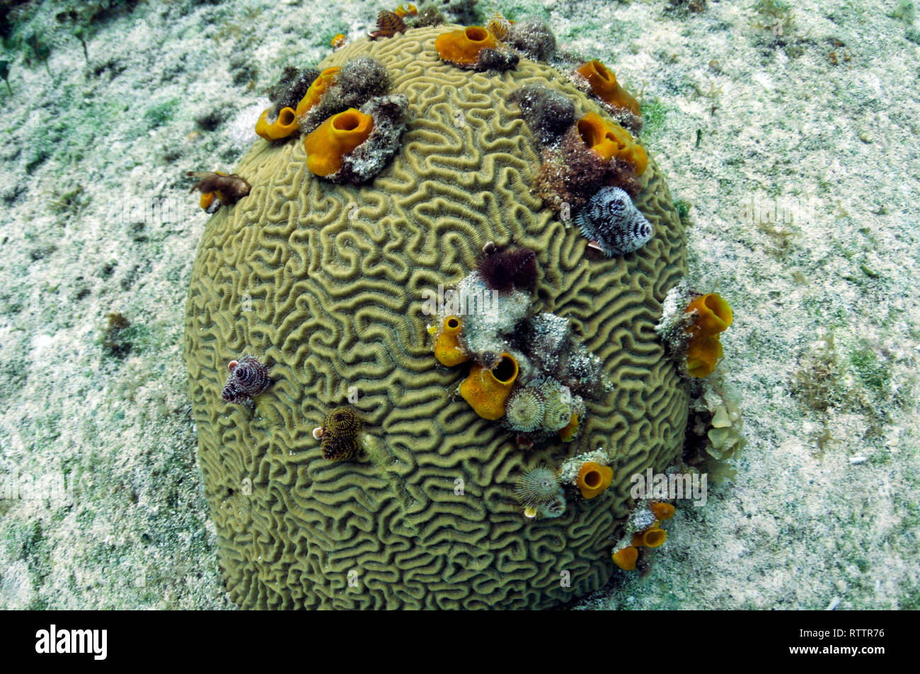 Brain coral, Faviidae family, with sponges and ascidians, DzulHa reef