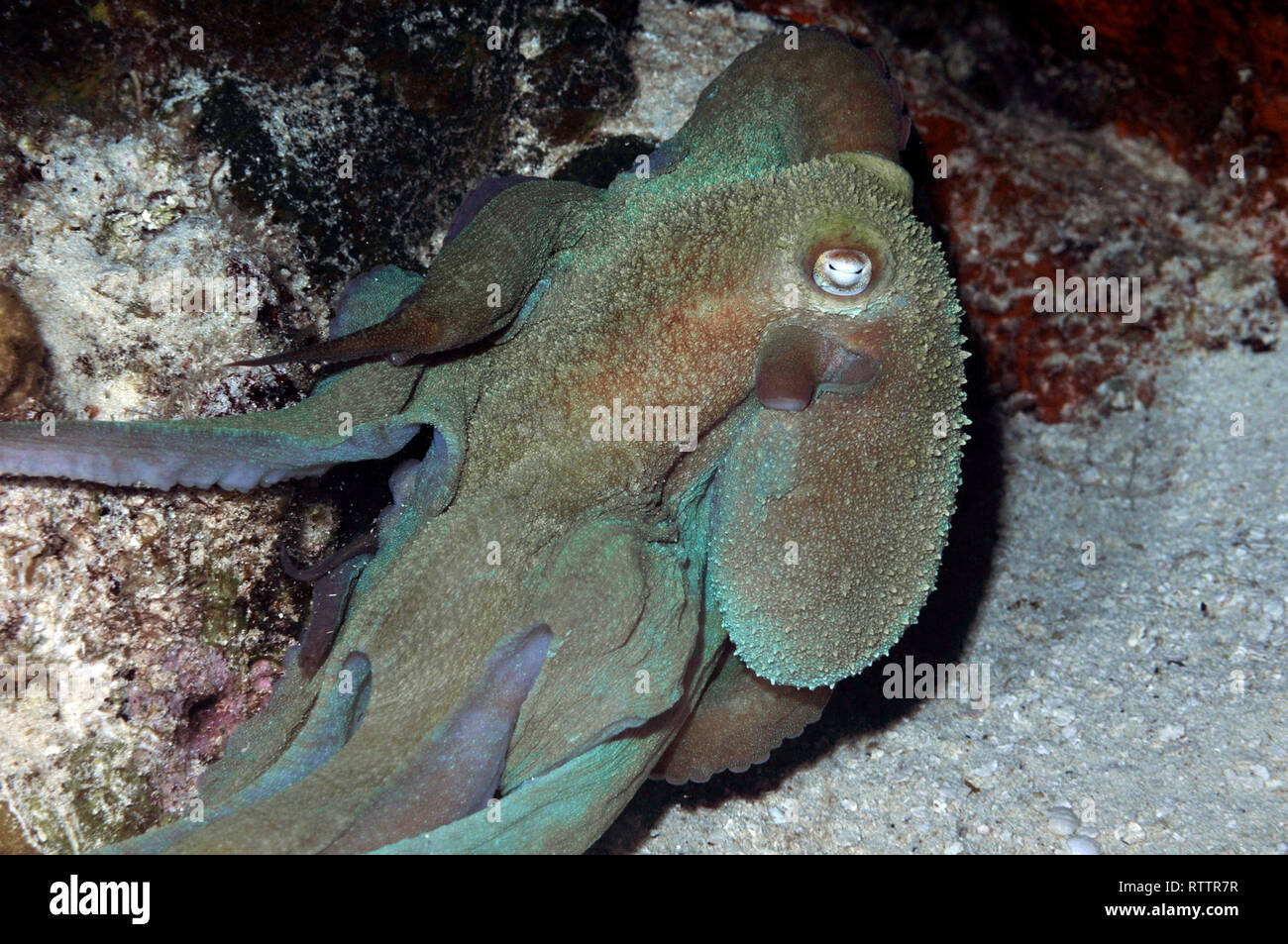 Octopus, Octopus briareus, in a night dive at the Paradise Reef