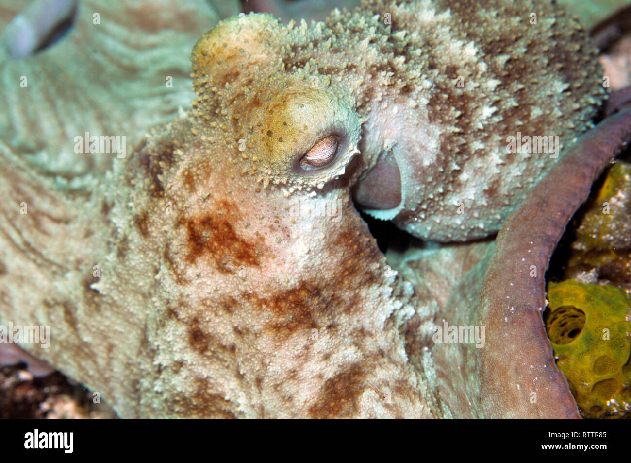 Octopus, Octopus briareus, in a night dive at the Paradise Reef
