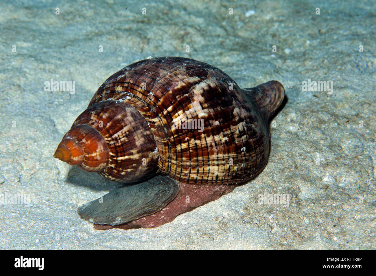 True tulip snail, Fasciolaria tulipa, Cozumel, Mexico, Caribbean Stock