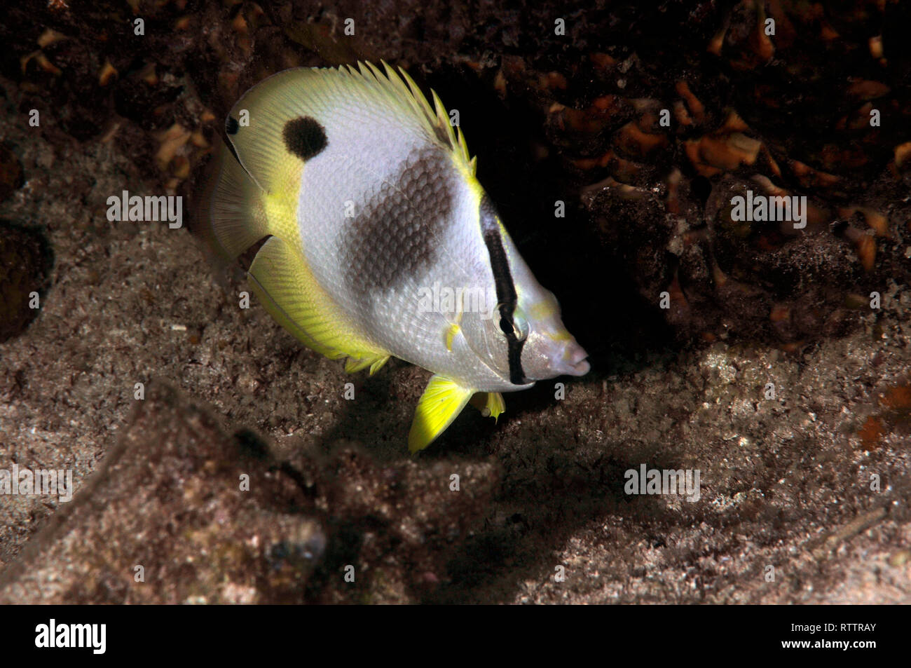 Foureye butterflyfish, Chaetodon capistratus, Cozumel, Mexico, Caribbean Stock Photo