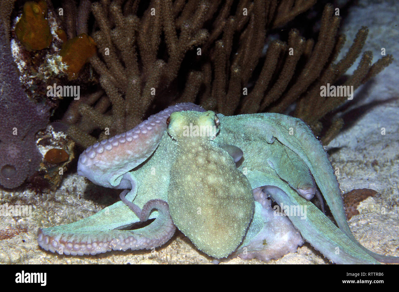 Octopus, Octopus briareus, in a night dive at the Paradise Reef
