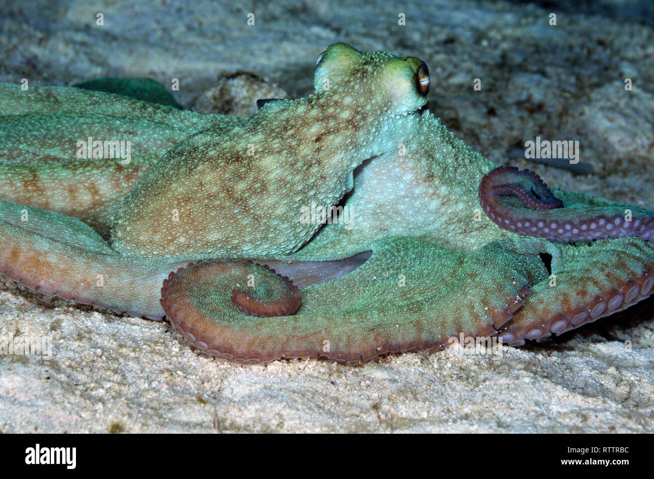 Caribbean reef octopus, Octopus briareus, in a night dive at the