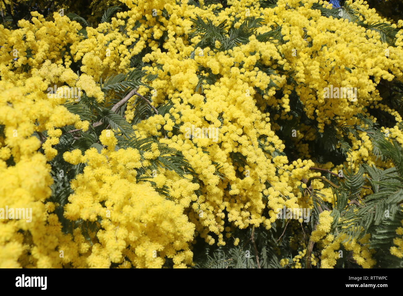 Numerous yellow wildflowers captured at the begining of spring time, at daylight, immersed and submerged in the middle of this many beautiful flowers Stock Photo